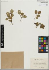 Foto von Salix herbacea L. x Salix reticulata L.